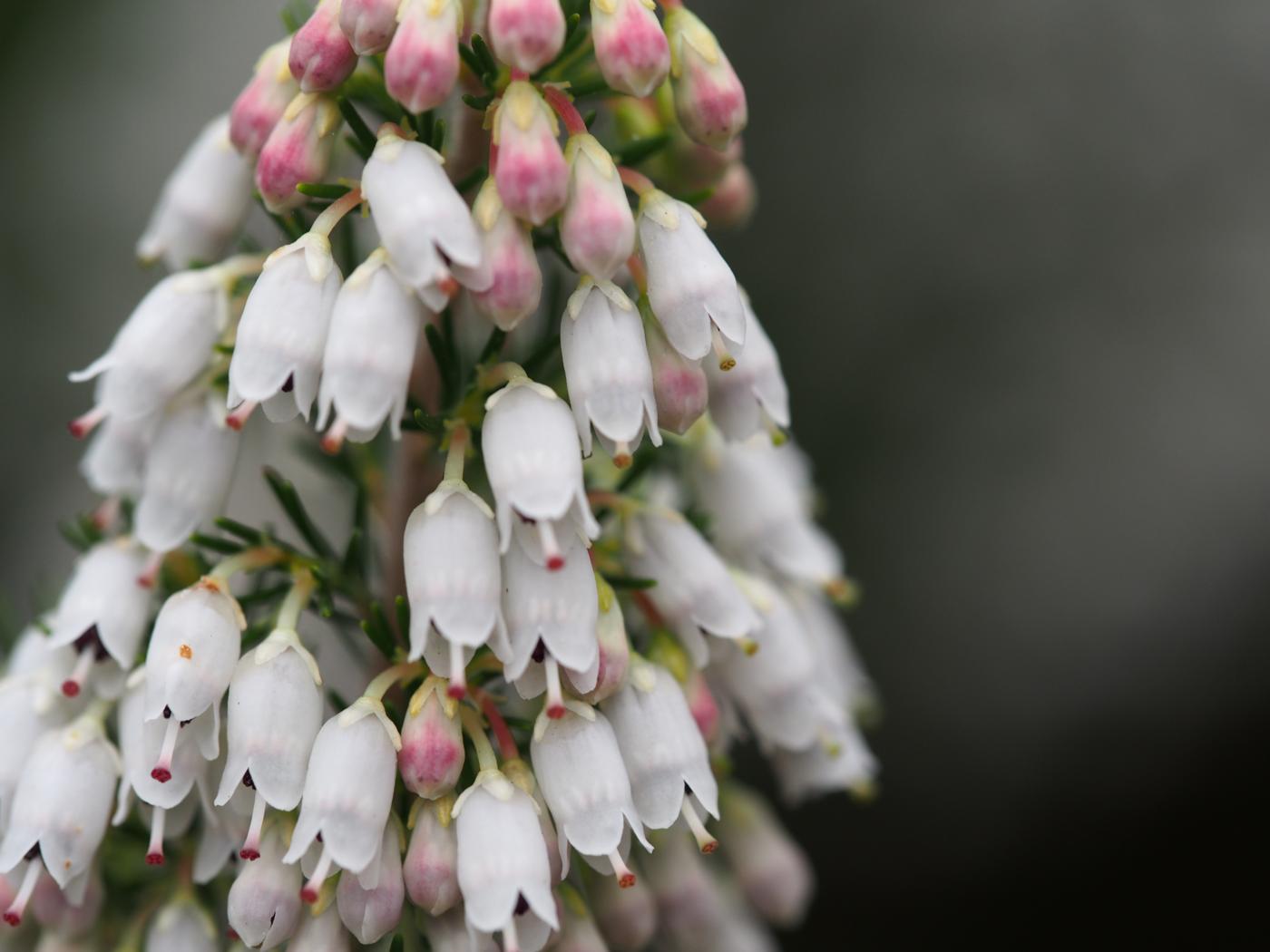 Heath, Tree flower